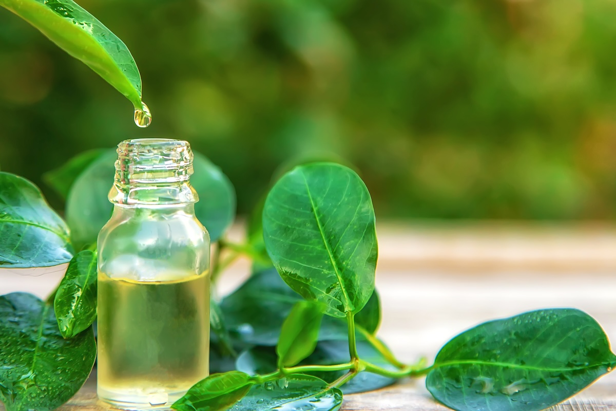 tea tree