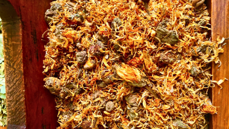 Calendula