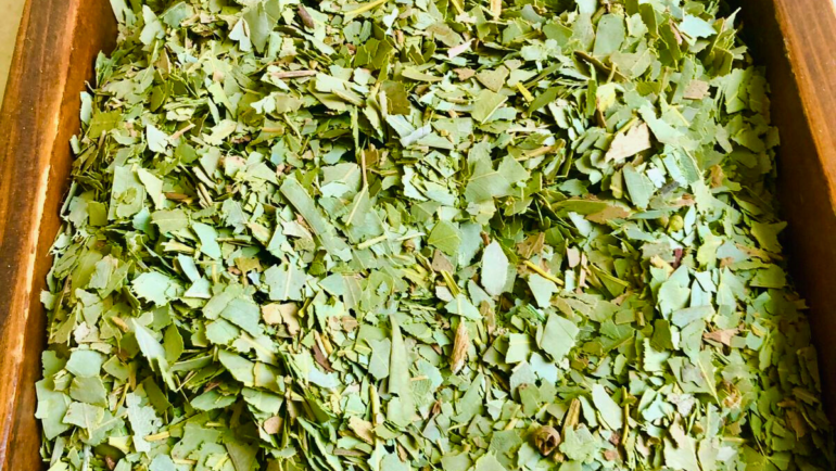 Eucalipto