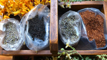 erbe officinali
